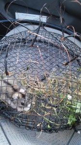Our hawk bait. His name is Inspector Nibs.